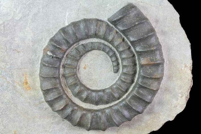 Devonian Ammonite (Anetoceras) - Morocco #68789